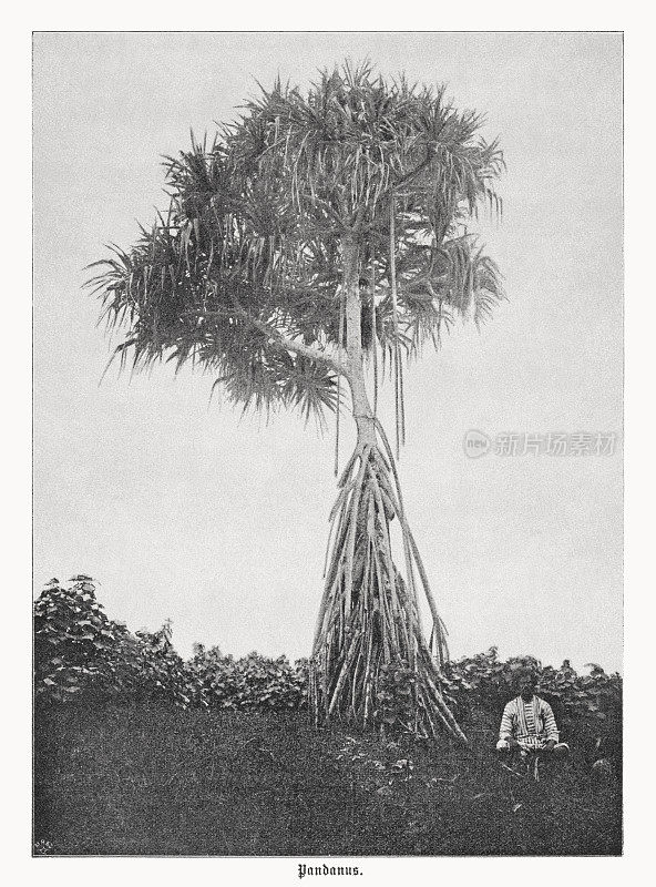 熊猫树(Pandanus tectorius)，半色调印刷，1899年出版